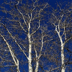 ALBERI. Fotografie di Giulio Azzarello &copy;2024.