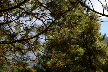 IL PARCO DELLE MADONIE da Polizzi Generosa in Sicilia. Fotografie di Giulio Azzarello &copy;2014.