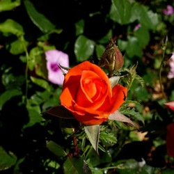 ROSETO. Fotografie di Giulio Azzarello &copy;2022.