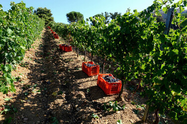 VENDEMMIA a S.Cristina Gela in Sicilia. Fotografie di Giulio Azzarello &copy;2016.