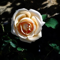 ORTO BOTANICO di PALERMO. Fotografie di Giulio Azzarello ©2019.