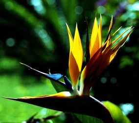 ORTO BOTANICO di Palermo. Fotografie di Giulio Azzarello ©2021.