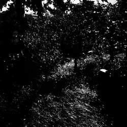 ROSE fotografie di Giulio Azzarello ©2021. ROSE fotografie di Giulio Azzarello ©2021.