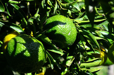 ULIVETO in autunno. Fotografie di Giulio Azzarello ©2014. ULIVETO in autunno. Fotografie di Giulio Azzarello ©2014.