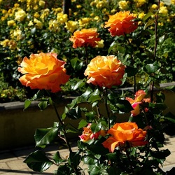 ROSETO. Fotografie di Giulio Azzarello &copy;2022.