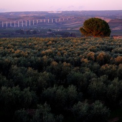 SELINUNTE. Fotografie di Giulio Azzarello ©2022. SELINUNTE. Fotografie di Giulio Azzarello ©2022.