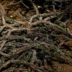ORTO BOTANICO. Fotografie di Giulio Azzarello &copy;2024.