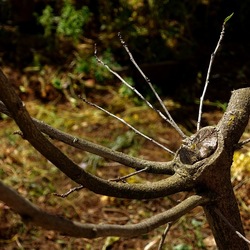 GIARDINO SICILIANO. Fotografie di Giulio Azzarello &copy;2024.