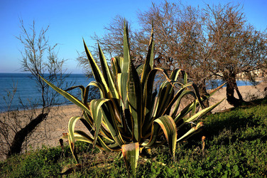 AGAVE selvatica sul mare in Sicilia a Cefalù. Fotografie di Giulio Azzarello ©2014. AGAVE selvatica sul mare in Sicilia a Cefalù. Fotografie di Giulio Azzarello ©2014.