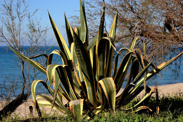 AGAVE selvatica sul mare in Sicilia a Cefalù. Fotografie di Giulio Azzarello ©2014. AGAVE selvatica sul mare in Sicilia a Cefalù. Fotografie di Giulio Azzarello ©2014.