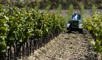 VIGNETO tipico siciliano a Salemi panoramiche e particolari. Fotografie di Giulio Azzarello &copy;2014.
