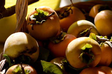 LOTI siciliani coltivati in modo biologico. Fotografie di Giulio Azzarello ©2014. LOTI siciliani coltivati in modo biologico. Fotografie di Giulio Azzarello ©2014.