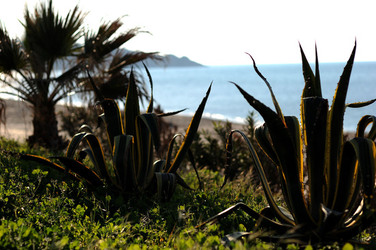 AGAVE selvatica sul mare in Sicilia a Cefalù. Fotografie di Giulio Azzarello ©2014. AGAVE selvatica sul mare in Sicilia a Cefalù. Fotografie di Giulio Azzarello ©2014.