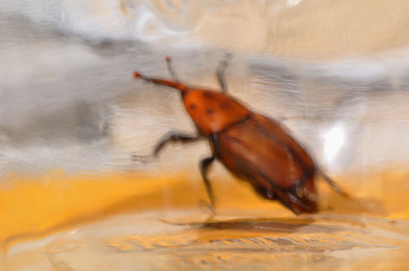 IL COLEOTTERO ROSSO e la moritura delle palme. Fotografie di Giulio Azzarello &copy;2014.