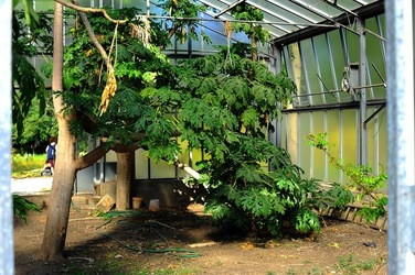 ORTO BOTANICO di Palermo nel maggio 2018. Fotografie di Giulio Azzarello &copy;2018.