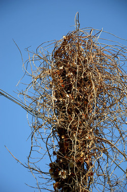 GRANDE NIDO spontaneo in campagna. Fotografie di Giulio Azzarello &copy;2014.