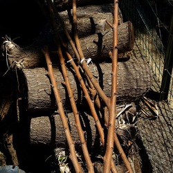 GIARDINO SICILIANO. Fotografie di Giulio Azzarello ©2022. GIARDINO SICILIANO. Fotografie di Giulio Azzarello ©2022.