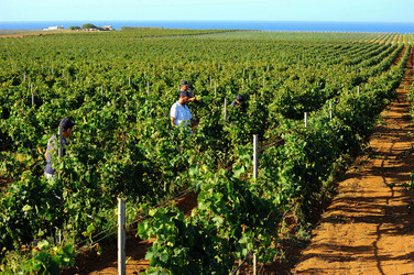 VENDEMMIA a Mazzara del Vallo in Sicilia con i contadini. Fotografie di Giulio Azzarello ©2016. VENDEMMIA a Mazzara del Vallo in Sicilia con i contadini. Fotografie di Giulio Azzarello ©2016.