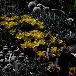 ORTO BOTANICO di PALERMO. Fotografie di Giulio Azzarello ©2019.