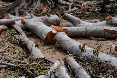 ALBERO SECOLARE nella sua potatura. Fotografie di Giulio Azzarello &copy;2014.