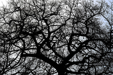 ORTO BOTANICO di Palermo in inverno. Fotografie di Giulio Azzarello &copy;2016.