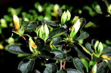 ORTO BOTANICO di Palermo in inverno. Fotografie di Giulio Azzarello &copy;2016.