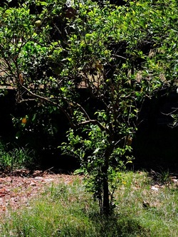 GIARDINO SICILIANO fotografie di Giulio Azzarello ©2021. GIARDINO SICILIANO fotografie di Giulio Azzarello ©2021.