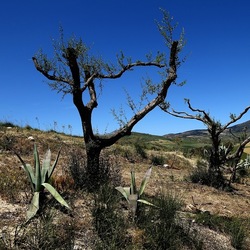 SEGESTA. Fotografie di Giulio Azzarello ©2024. SEGESTA. Fotografie di Giulio Azzarello ©2024.