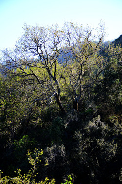 GOLE DELL ALCANTARA in Sicilia. Fotografie di Giulio Azzarello &copy;2016.