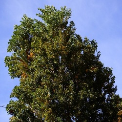ROMA fotografie di Giulio Azzarello &copy;2022.