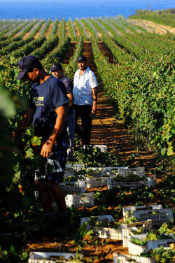 VENDEMMIA a Mazzara del Vallo in Sicilia con i contadini. Fotografie di Giulio Azzarello ©2016. VENDEMMIA a Mazzara del Vallo in Sicilia con i contadini. Fotografie di Giulio Azzarello ©2016.