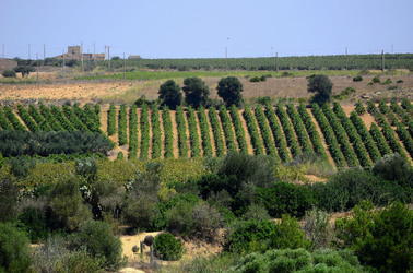 GORGHI TONDI oasi di vigneti e piante Mazzara del Vallo in Sicilia. Foto di Giulio Azzarello ©2016. GORGHI TONDI oasi di vigneti e piante Mazzara del Vallo in Sicilia. Foto di Giulio Azzarello ©2016.