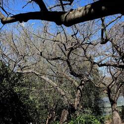 ORTO BOTANICO DI PALERMO. Fotografie di Giulio Azzarello ©2022. ORTO BOTANICO DI PALERMO. Fotografie di Giulio Azzarello ©2022.