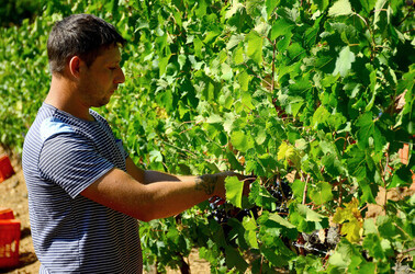 VENDEMMIA a S.Cristina Gela i coltivatori. Fotografie di Giulio Azzarello ©2016. VENDEMMIA a S.Cristina Gela i coltivatori. Fotografie di Giulio Azzarello ©2016.