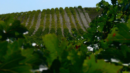VIGNETO tipico siciliano a Salemi panoramiche e particolari. Fotografie di Giulio Azzarello &copy;2014.