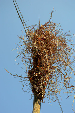 GRANDE NIDO spontaneo in campagna. Fotografie di Giulio Azzarello &copy;2014.
