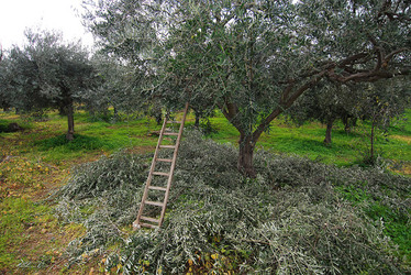 TIPICO FRANTOIO fotografie di Giulio Azzarello ©2014. TIPICO FRANTOIO fotografie di Giulio Azzarello ©2014.