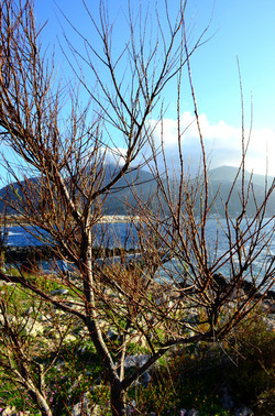 MACCHIA MEDITERRANEA in Sicilia. Fotografie di Giulio Azzarello &copy;2106.