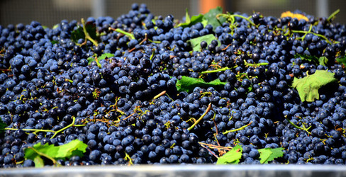 AZIENDA VITIVINICOLA in Sicilia. Fotografie di Giulio Azzarello ©2016. AZIENDA VITIVINICOLA in Sicilia. Fotografie di Giulio Azzarello ©2016.