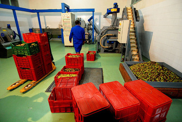 TIPICO FRANTOIO fotografie di Giulio Azzarello ©2014. TIPICO FRANTOIO fotografie di Giulio Azzarello ©2014.