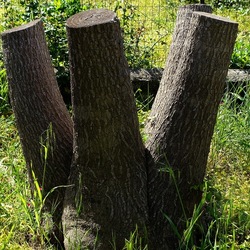 PIANTE. Fotografie di Giulio Azzarello &copy;2022.