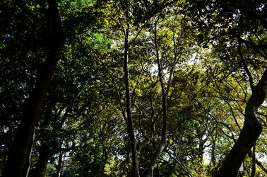 GIARDINI della BIENNALE a Venezia. Foto di Giulio Azzarello &copy;2015 2016.