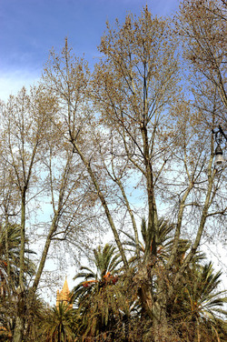 VILLA BONANNO a Palermo. Fotografie di Giulio Azzarello &copy;2016.