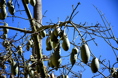 MACCHIA MEDITERRANEA in Sicilia. Fotografie di Giulio Azzarello &copy;2106.