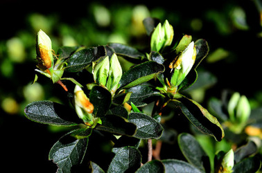 ORTO BOTANICO di Palermo in inverno. Fotografie di Giulio Azzarello &copy;2016.