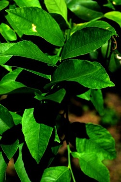 GIARDINO SICILIANO fotografie di Giulio Azzarello &copy;2020.