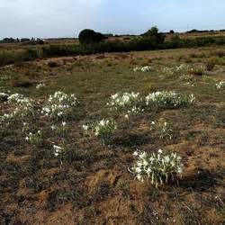 SELINUNTE. Fotografie di Giulio Azzarello ©2022. SELINUNTE. Fotografie di Giulio Azzarello ©2022.