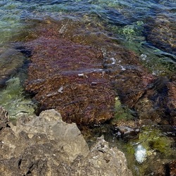 BAIA DEL CORALLO. Fotografie di Giulio Azzarello &copy;2022.