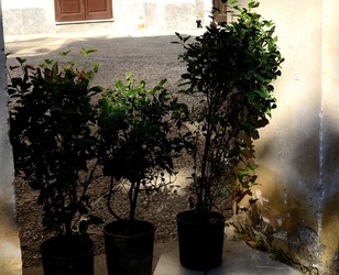 PALAZZO RISO Palermo. Fotografie di Giulio Azzarello ©2020. PALAZZO RISO Palermo. Fotografie di Giulio Azzarello ©2020.