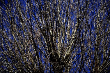 PARCO ARCHEOLOGICO DEL PALATINO Roma. Fotografie di Giulio Azzarello ©2020.
